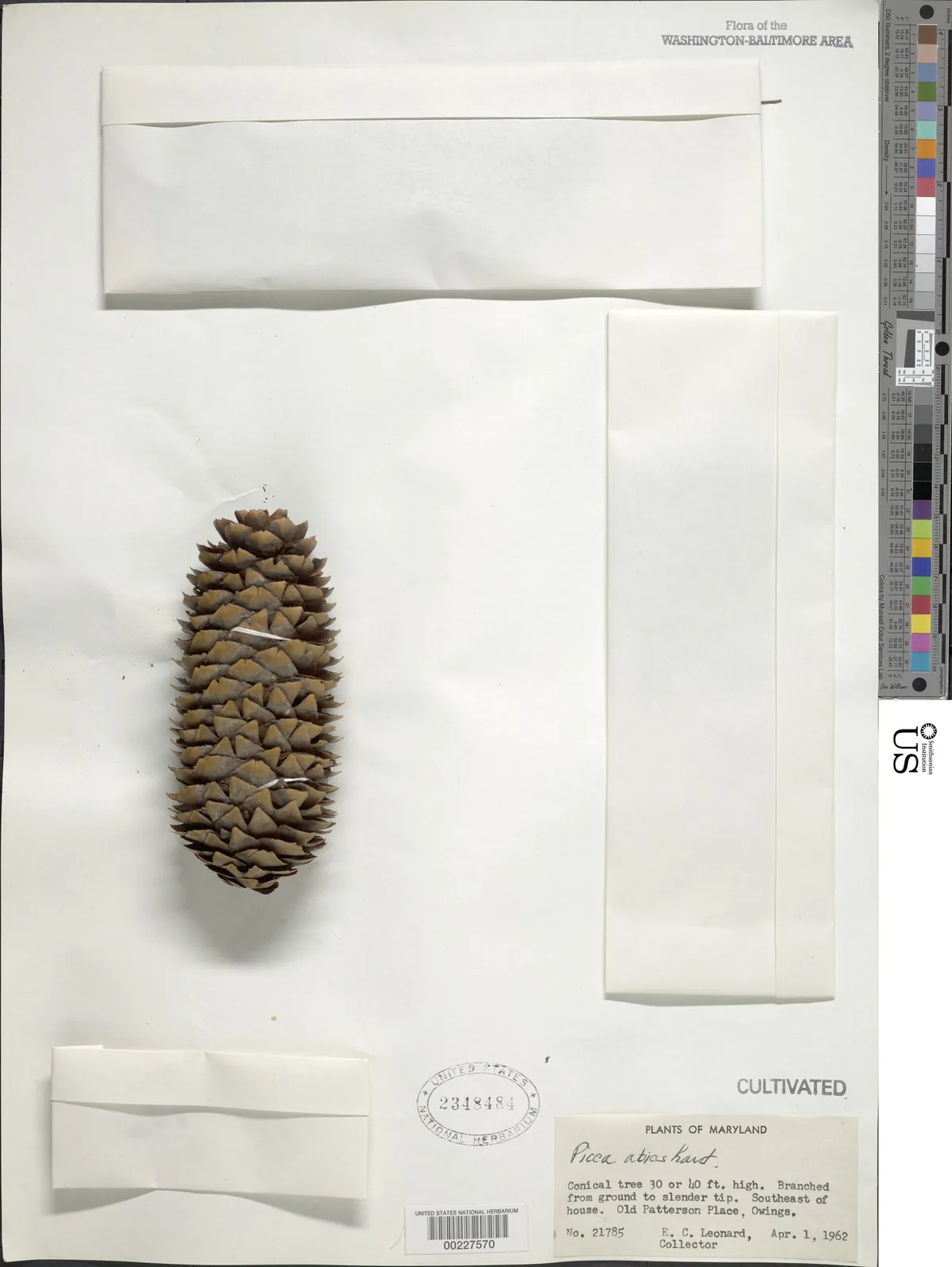 Norway Spruce (Picea abies), photograph