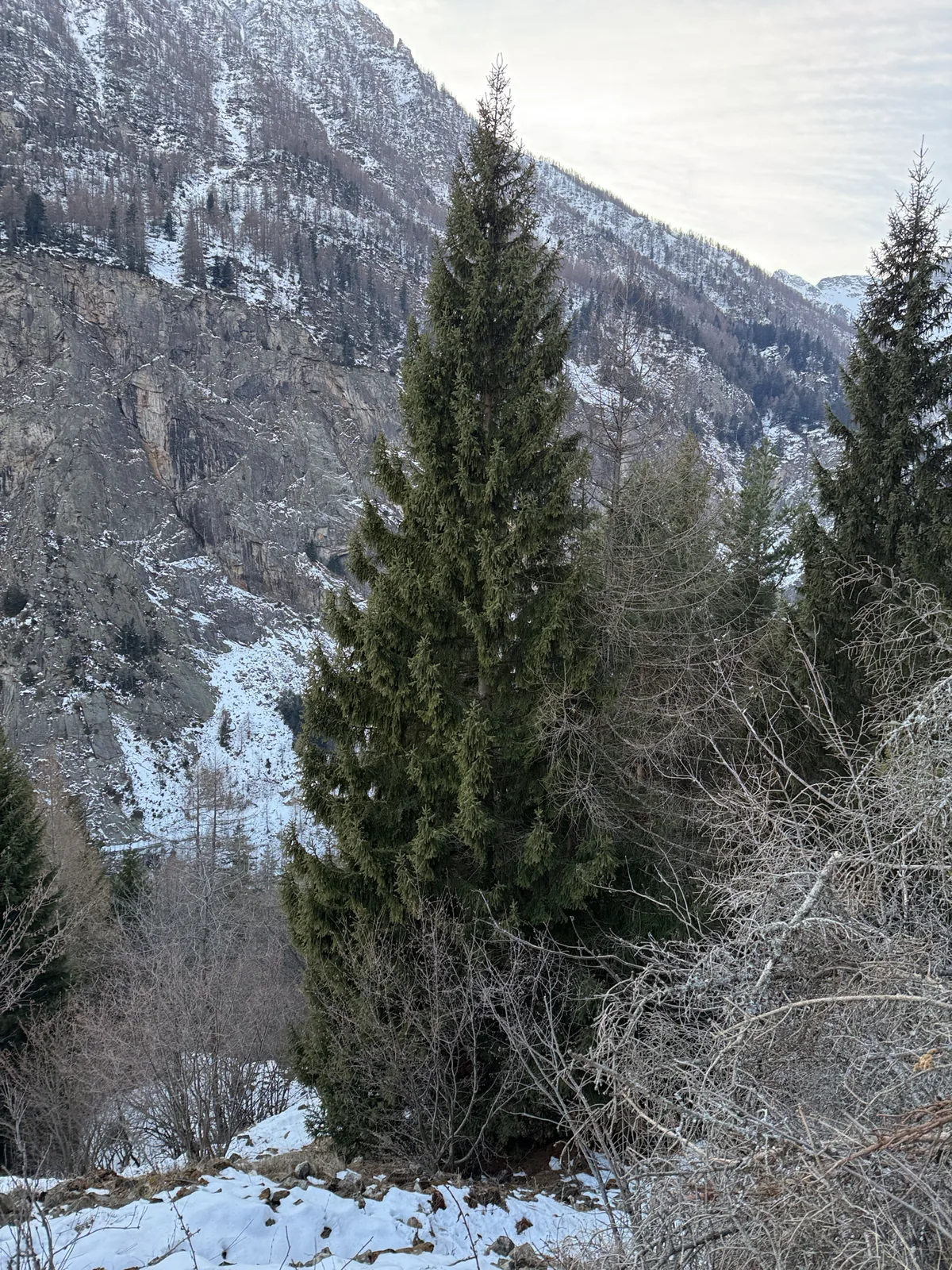 Norway Spruce (Picea abies), photograph