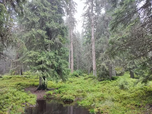 Norway Spruce (Picea abies), photograph