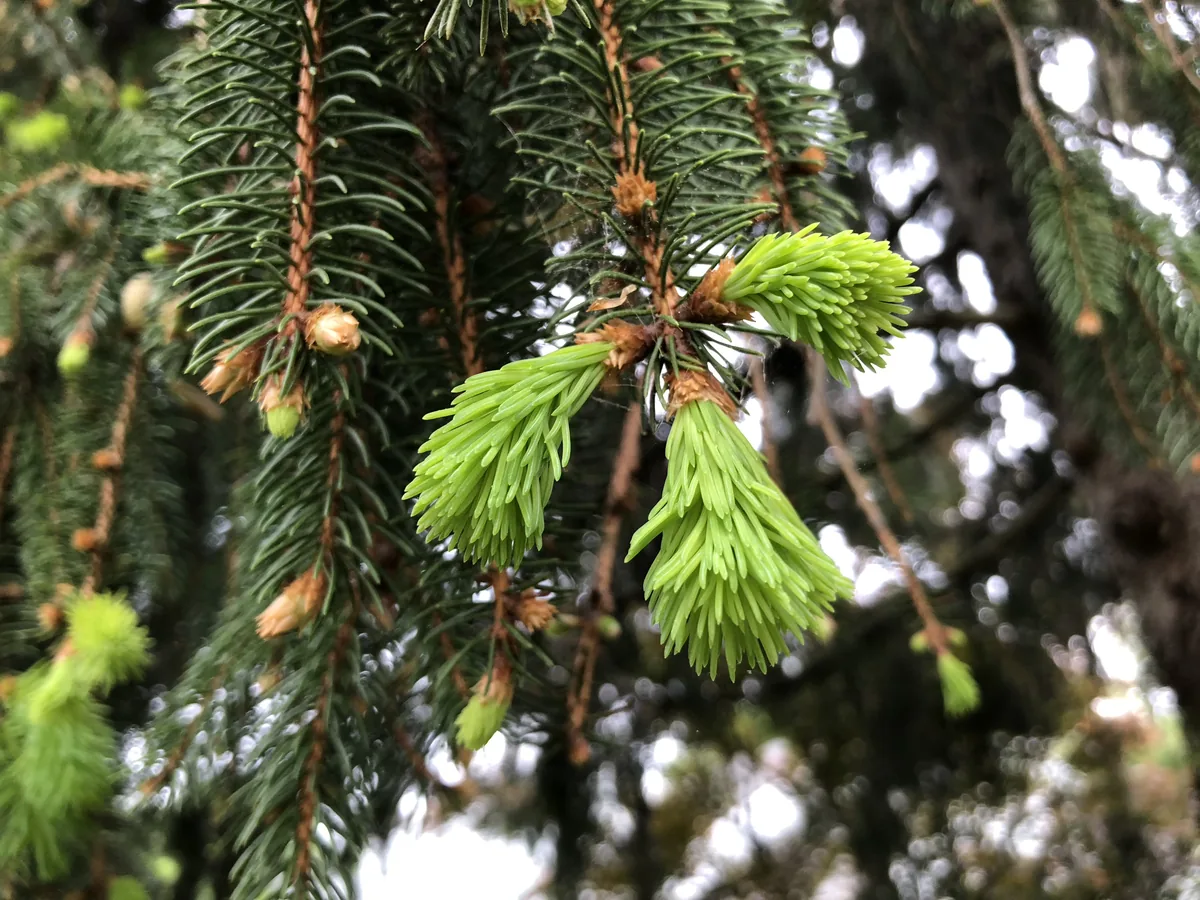 Norway spruce (Picea abies), photograph