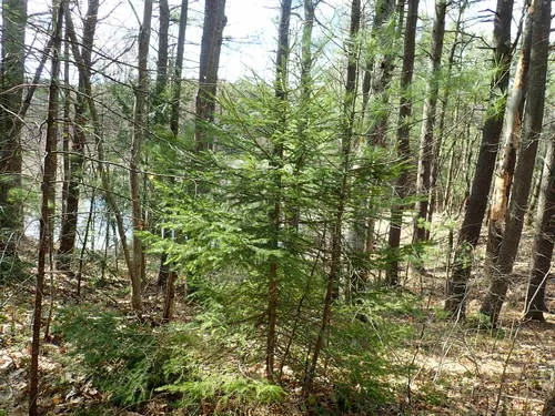 Photo: no rights reserved · cc0 · via iNaturalist Norway Spruce (Picea abies), photograph