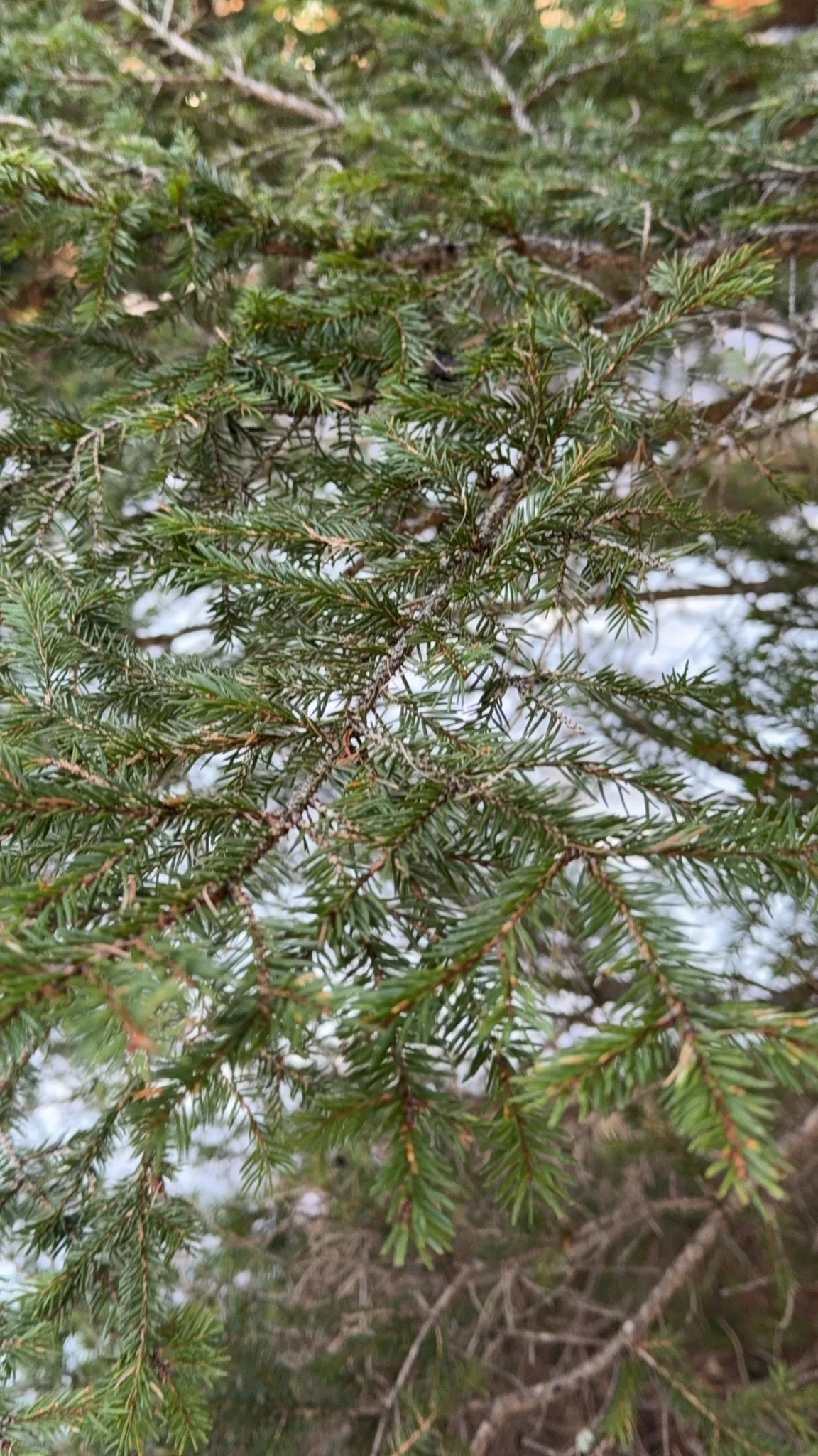 Norway Spruce (Picea abies), photograph