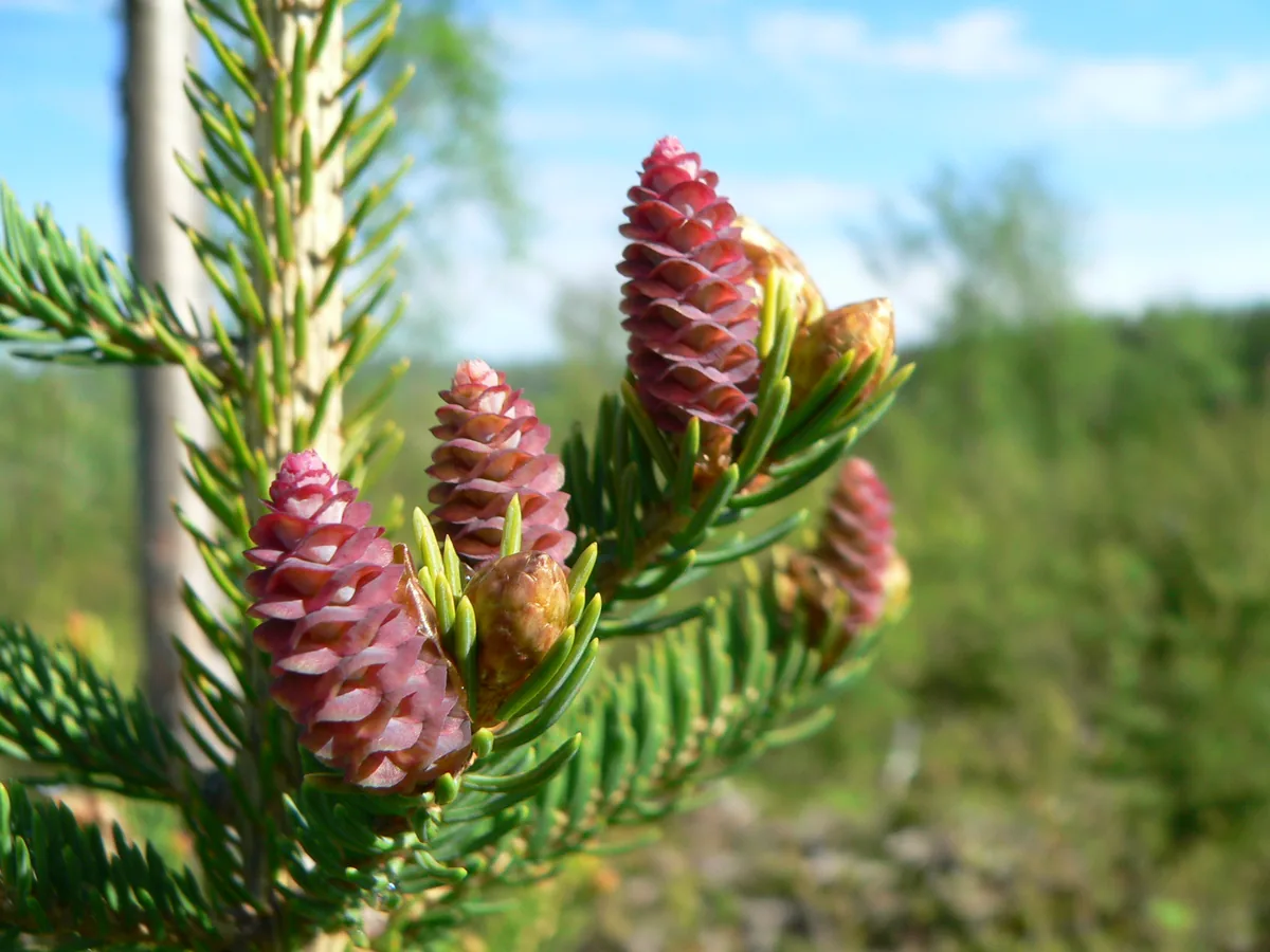 White Spruce (Picea glauca), photograph
