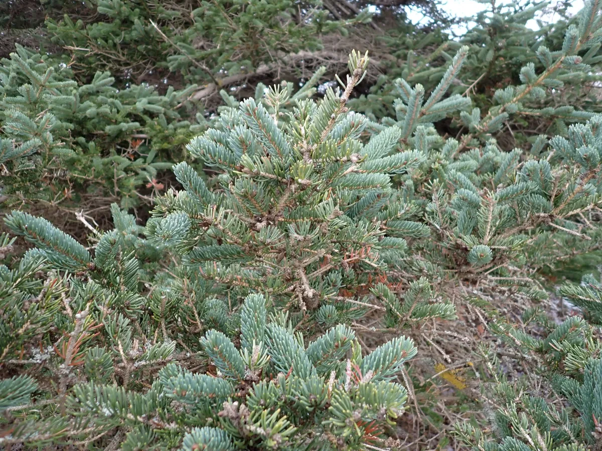 White Spruce (Picea glauca), photograph
