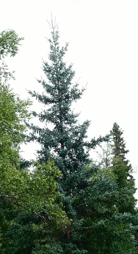 White Spruce (Picea glauca), photograph
