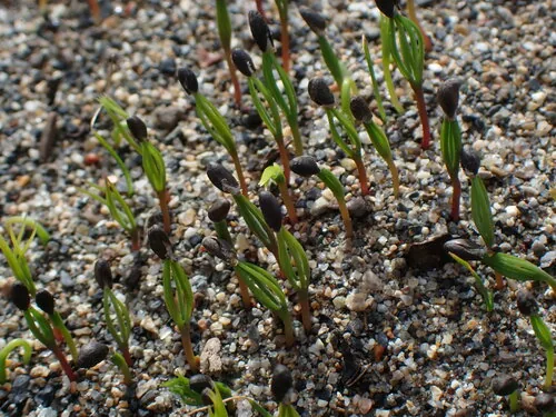 Photo: no rights reserved · cc0 · via iNaturalist White Spruce (Picea glauca), photograph