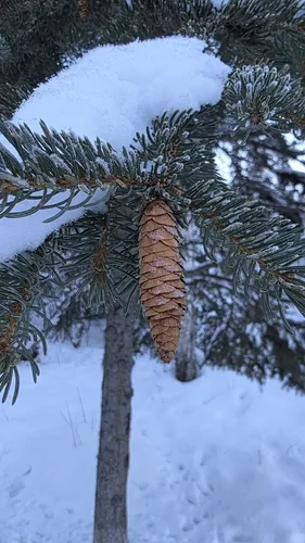 Black Hills Spruce, photograph