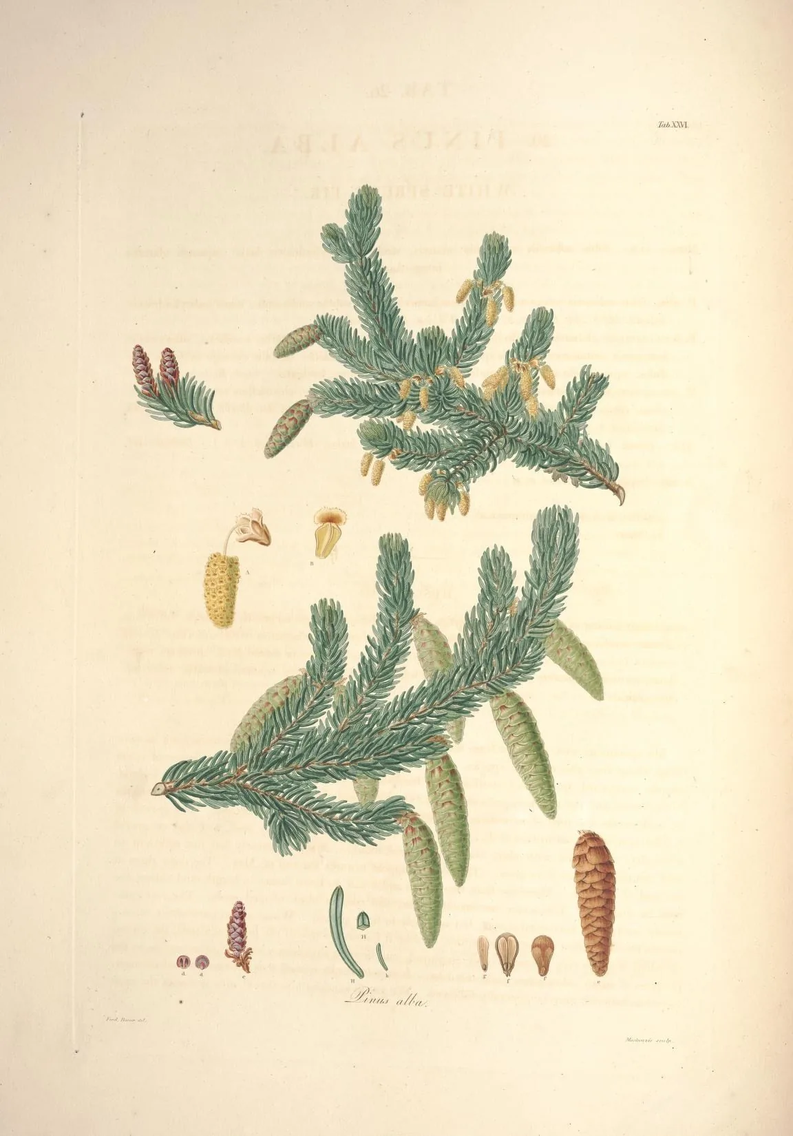 White Spruce (Picea glauca), botanical illustration