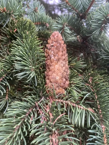 blue spruce (Picea pungens), photograph