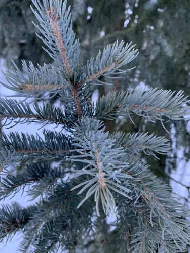Photo: (c) sblumen, some rights reserved (CC BY) · cc-by · via iNaturalist blue spruce (Picea pungens), photograph