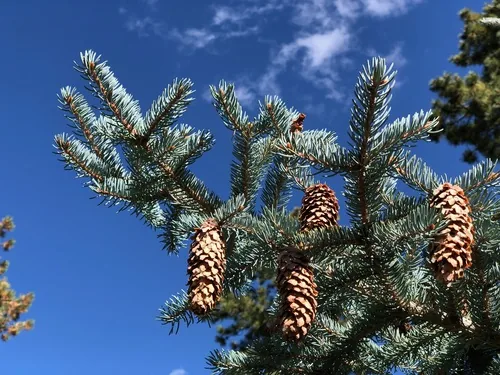 Blue Spruce, photograph