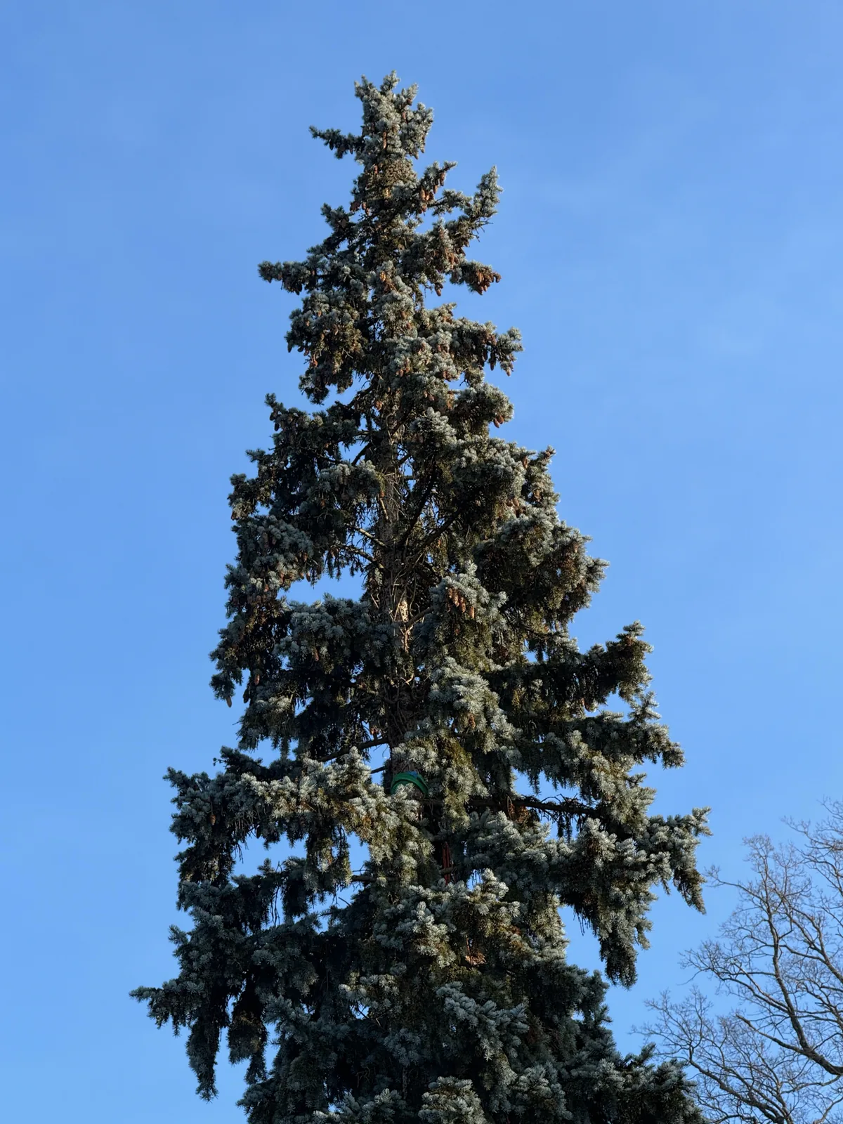 blue spruce (Picea pungens), photograph