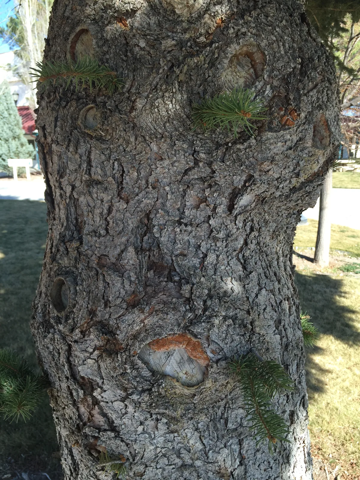blue spruce (Picea pungens), photograph