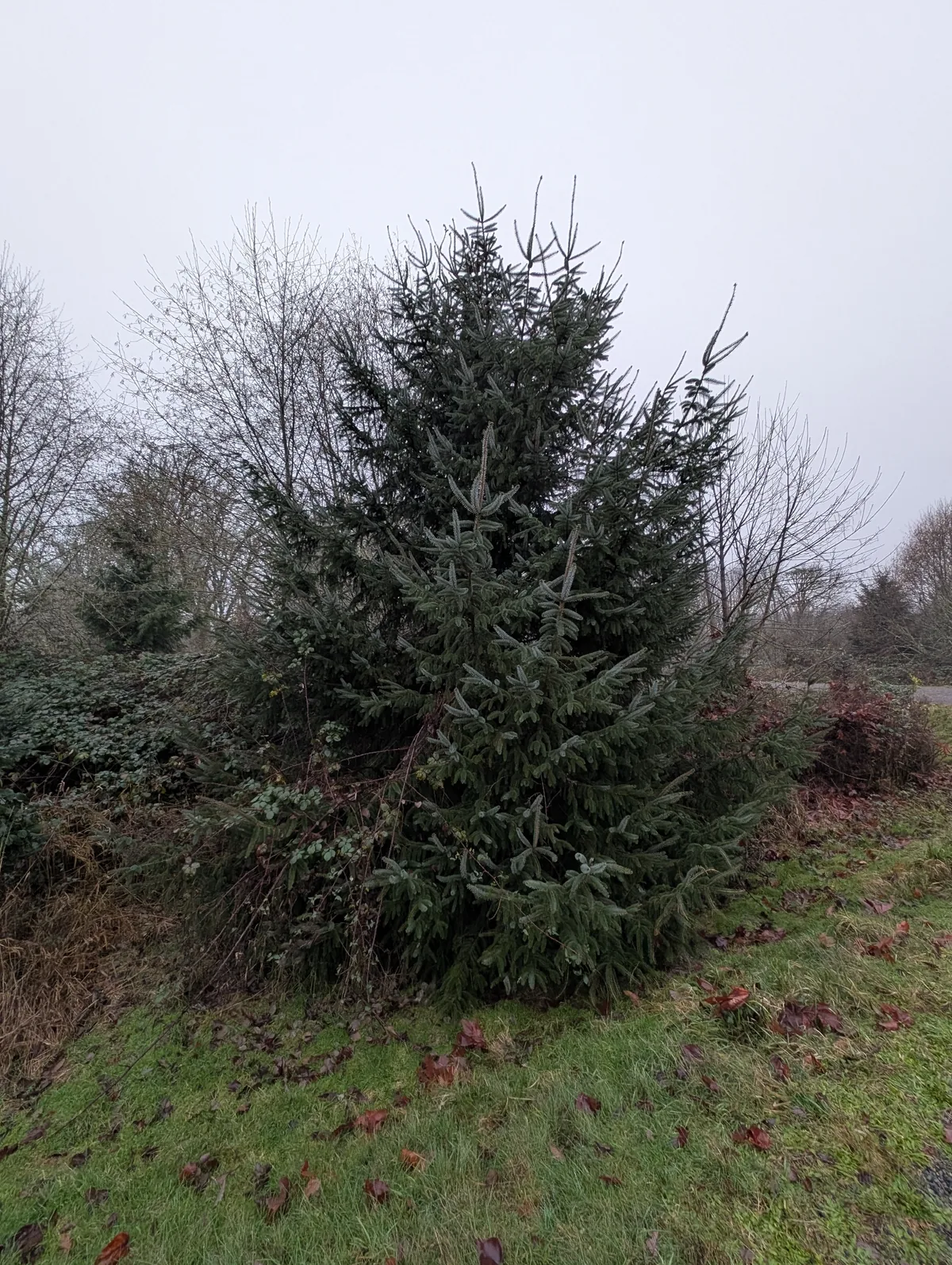 Sitka Spruce (Picea sitchensis), photograph
