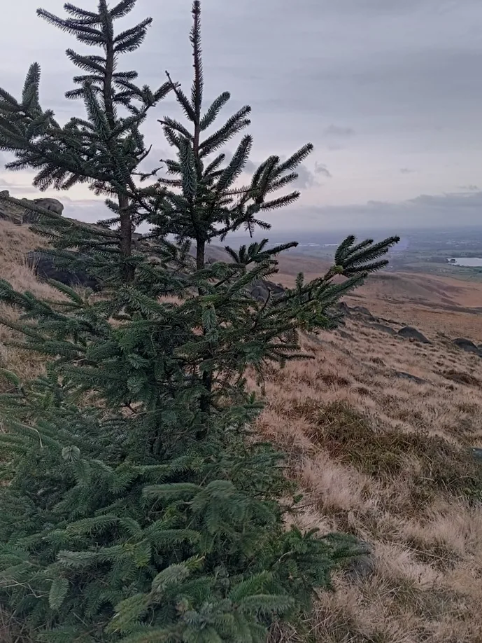 Sitka Spruce (Picea sitchensis), photograph