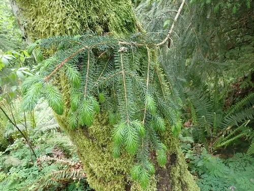 Photo: (c) giantcicada, some rights reserved (CC BY) · cc-by · via iNaturalist Sitka Spruce, photograph