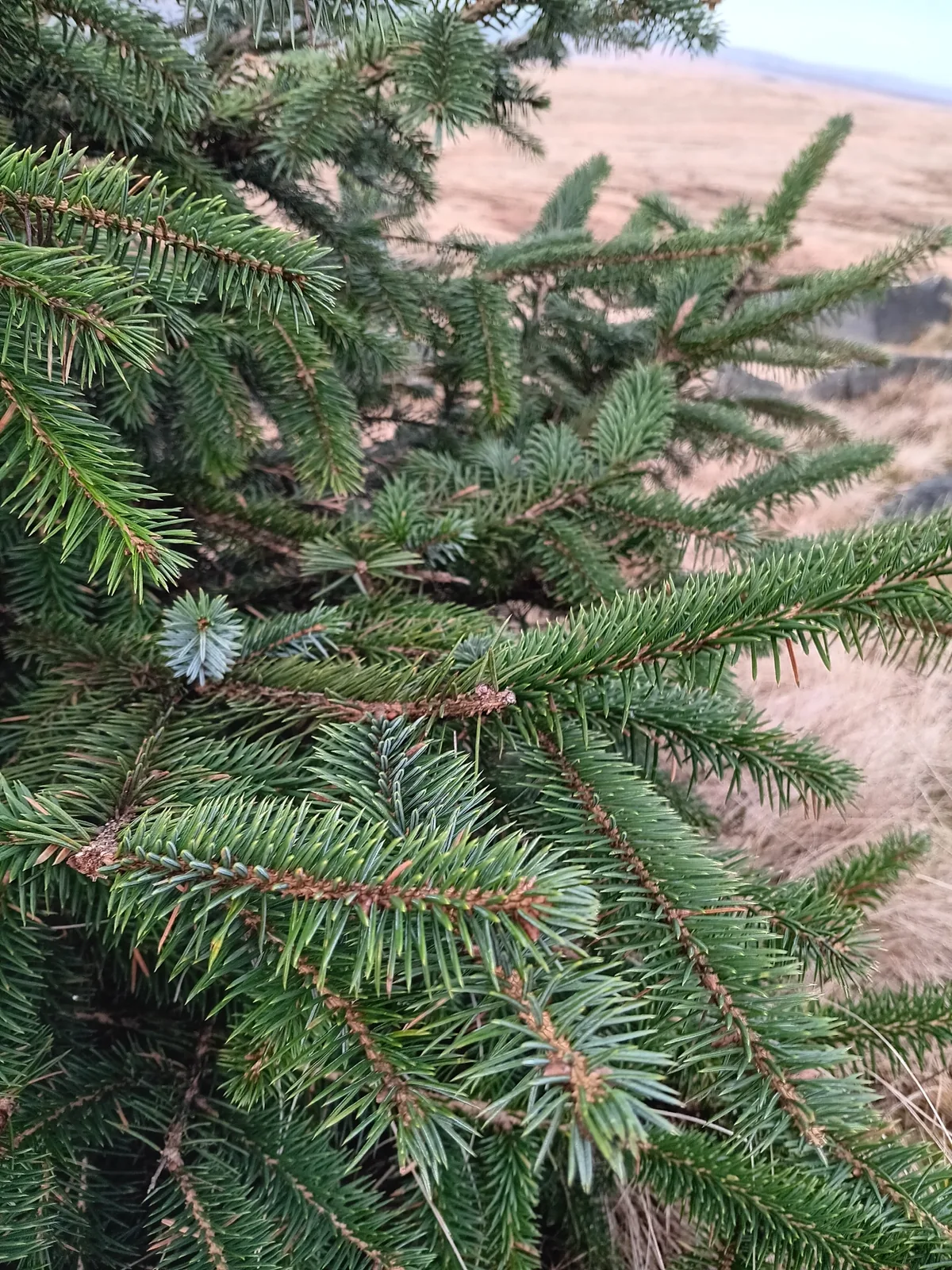 Sitka Spruce (Picea sitchensis), photograph