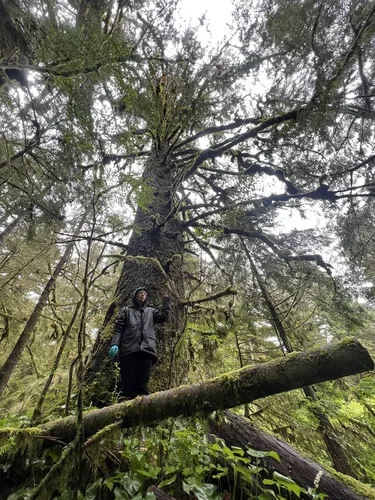 Photo: (c) Aiva Noringseth, some rights reserved (CC BY) · cc-by · via iNaturalist Sitka spruce (Picea sitchensis), photograph