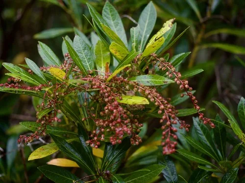 Photo: (c) りなべる, some rights reserved · CC BY · via iNaturalist pieris (Pieris japonica), photograph
