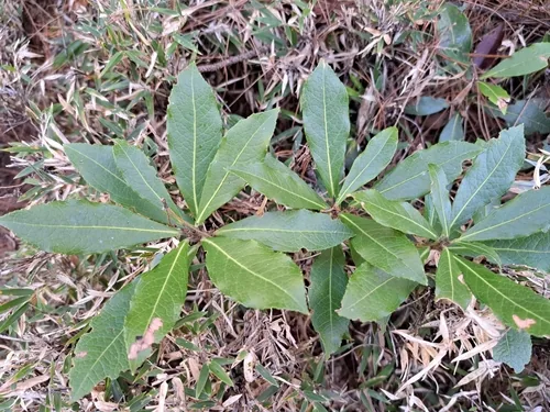 Pieris (Pieris japonica), photograph