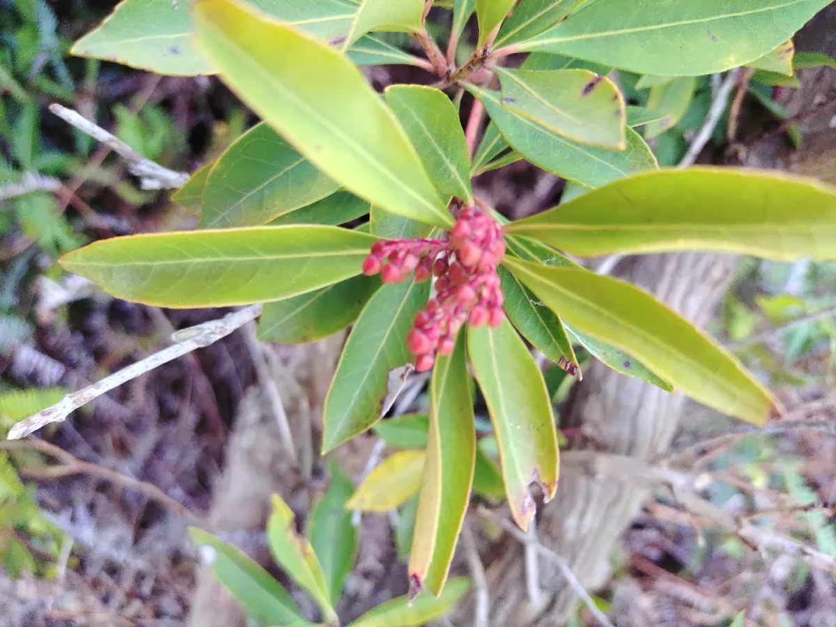 Pieris (Pieris japonica), photograph