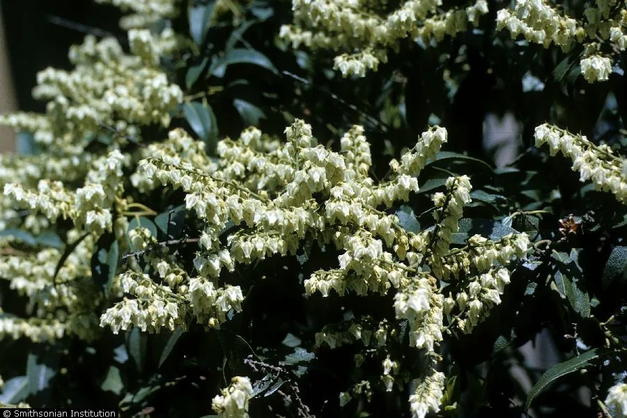 Pieris (Pieris japonica), photograph
