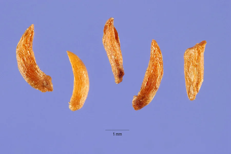 Pieris (Pieris japonica), photograph
