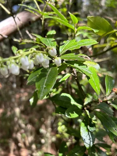 Pieris (Pieris japonica), photograph