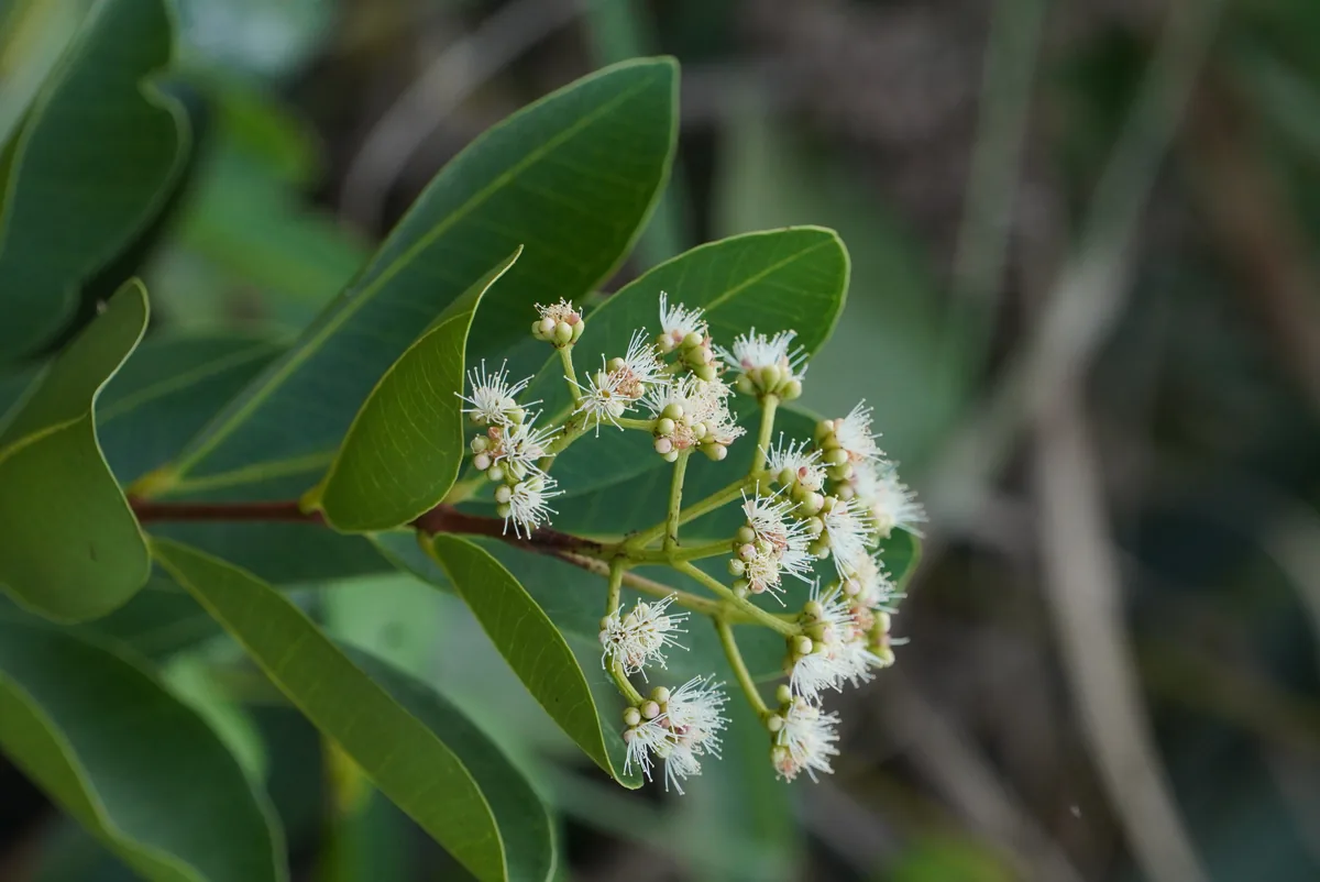 Photo: Vengolis · CC BY-SA 4.0 · via Wikimedia Allspice (Pimenta dioica), photograph