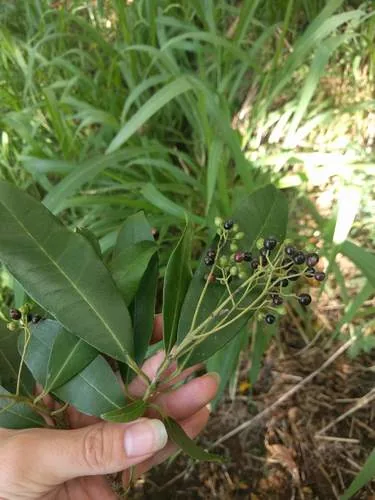Allspice (Pimenta dioica), photograph