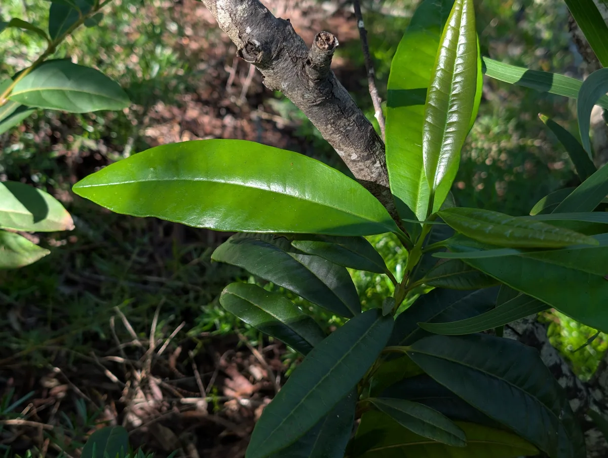 Photo: Damien Wallace, via iNaturalist · CC BY · via GBIF allspice (Pimenta dioica), photograph