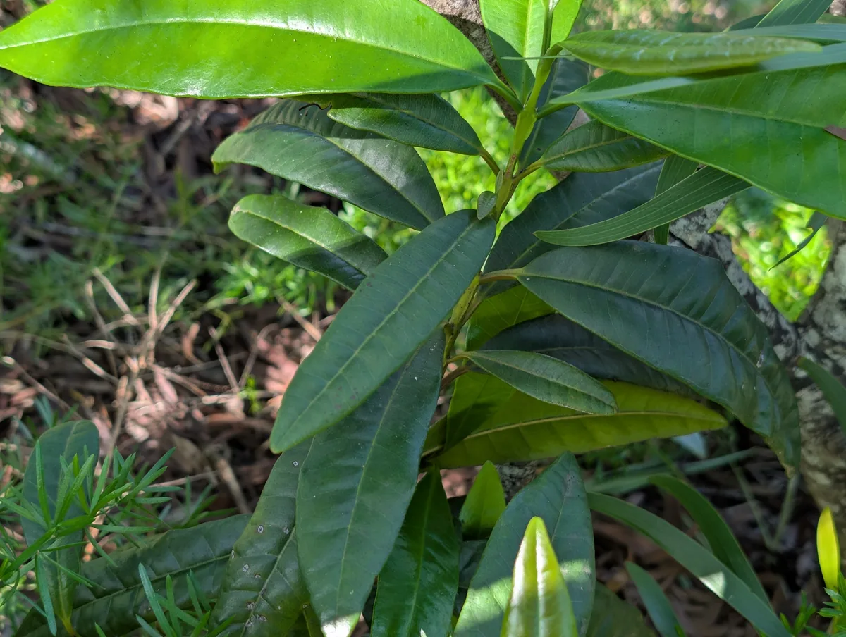 Allspice (Pimenta dioica), photograph