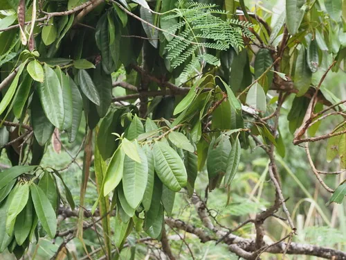 Allspice (Pimenta dioica), photograph