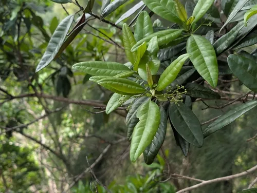 Allspice (Pimenta dioica), photograph