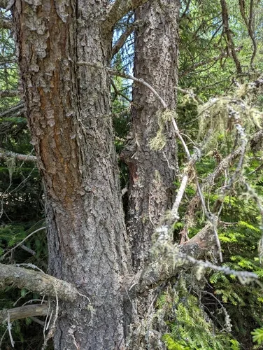 Jack Pine (Pinus banksiana), photograph