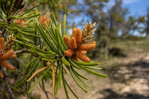 Photo: (c) daksu, some rights reserved · CC BY · via iNaturalist jack pine (Pinus banksiana), photograph
