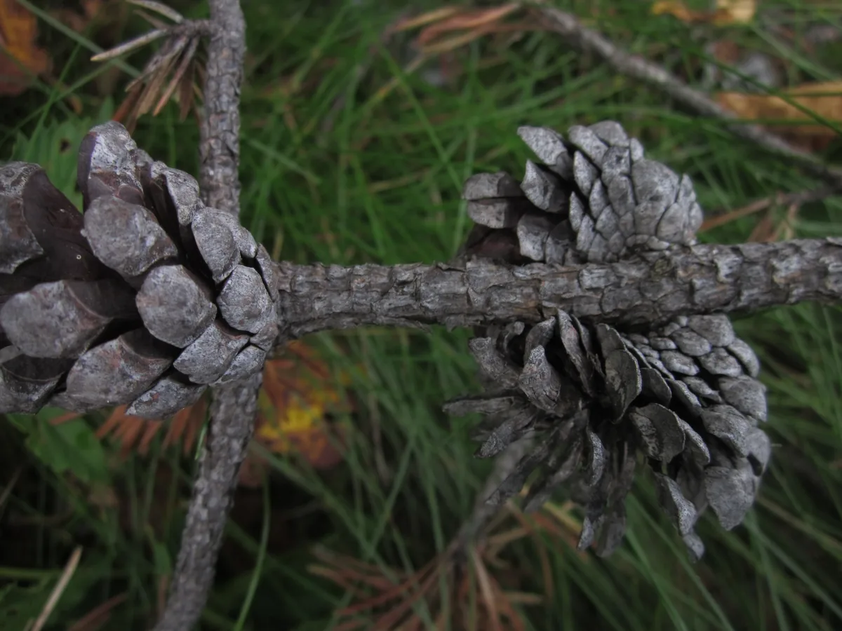 Jack Pine (Pinus banksiana), photograph