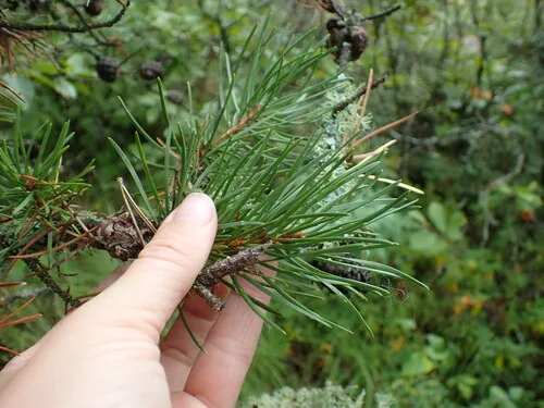 Photo: no rights reserved · cc0 · via iNaturalist Jack Pine (Pinus banksiana), photograph