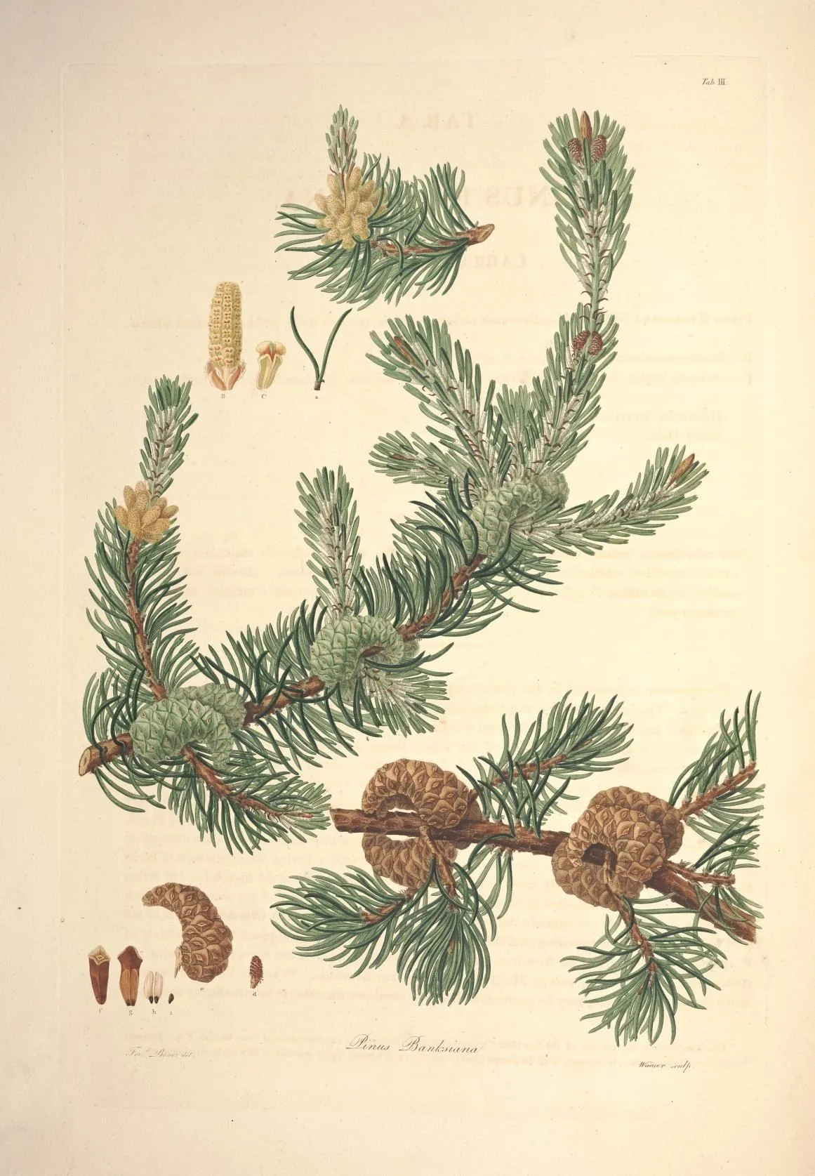 Jack Pine (Pinus banksiana), botanical illustration