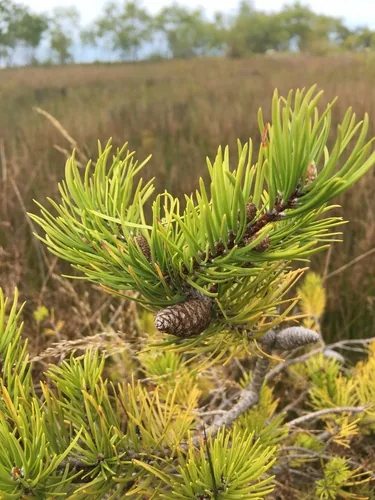 Jack Pine (Pinus banksiana), photograph