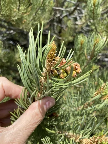 Pine Nut (Pinus edulis), photograph