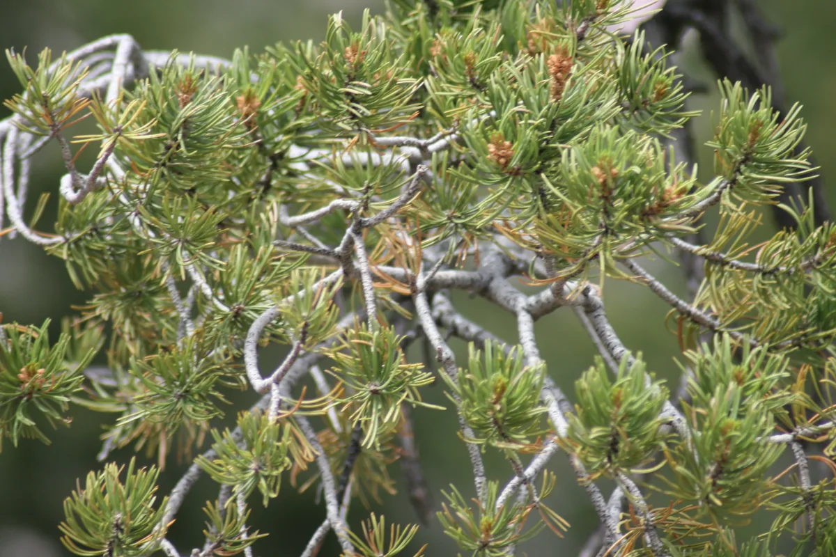Photo: Quinn Dombrowski from Chicago, USA · CC BY-SA 2.0 · via Wikimedia Pine Nut (Pinus edulis), photograph