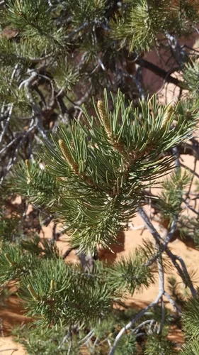 Pine Nut (Pinus edulis), photograph