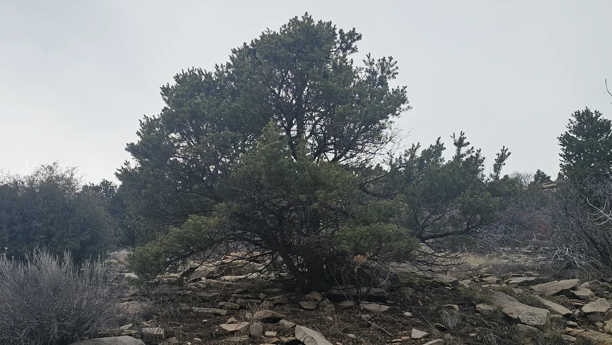 Pine Nut (Pinus edulis), photograph