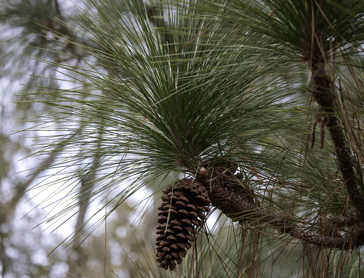 Longleaf Pine (Pinus palustris), photograph
