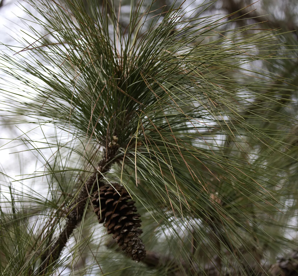 Photo: Lauren McLaurin, via iNaturalist · CC BY · via GBIF Longleaf pine, photograph