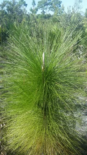 Longleaf Pine (Pinus palustris), photograph