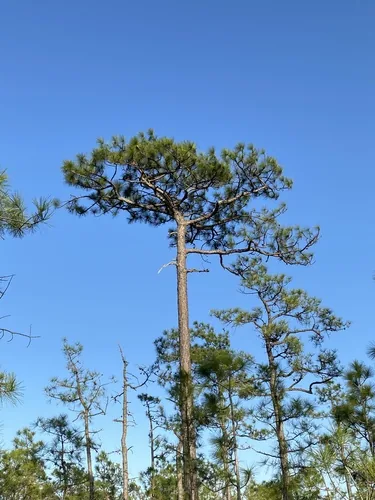 Longleaf Pine (Pinus palustris), photograph