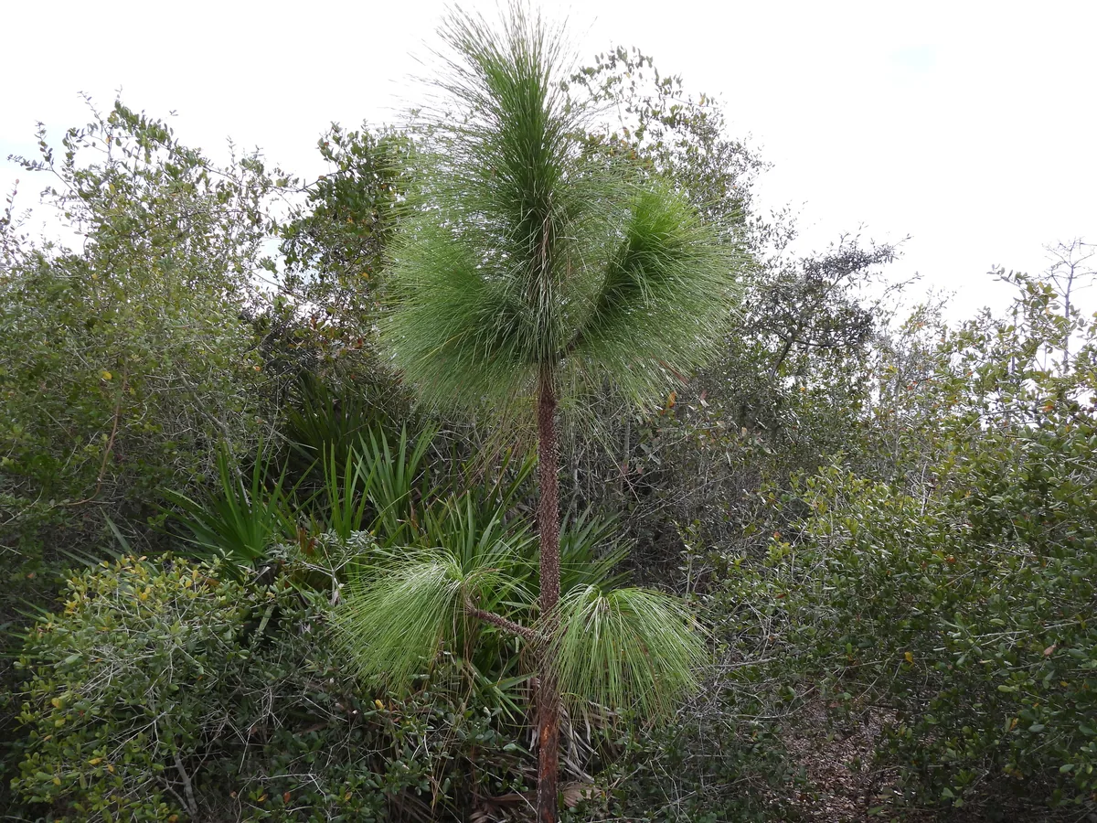 Longleaf Pine (Pinus palustris), photograph