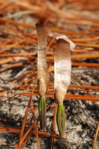 Photo: (c) Douglas Goldman, some rights reserved (CC BY-SA) · cc-by-sa · via iNaturalist Longleaf Pine (Pinus palustris), photograph